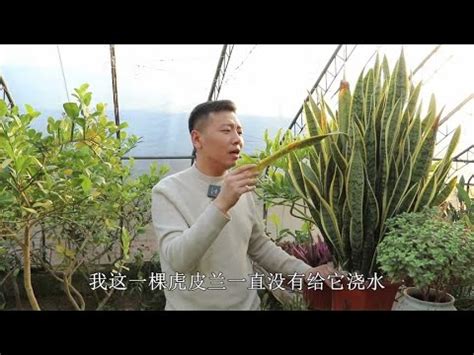 虎尾蘭缺水